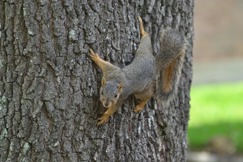 a squirrel climbing on the side of a tree trunk
