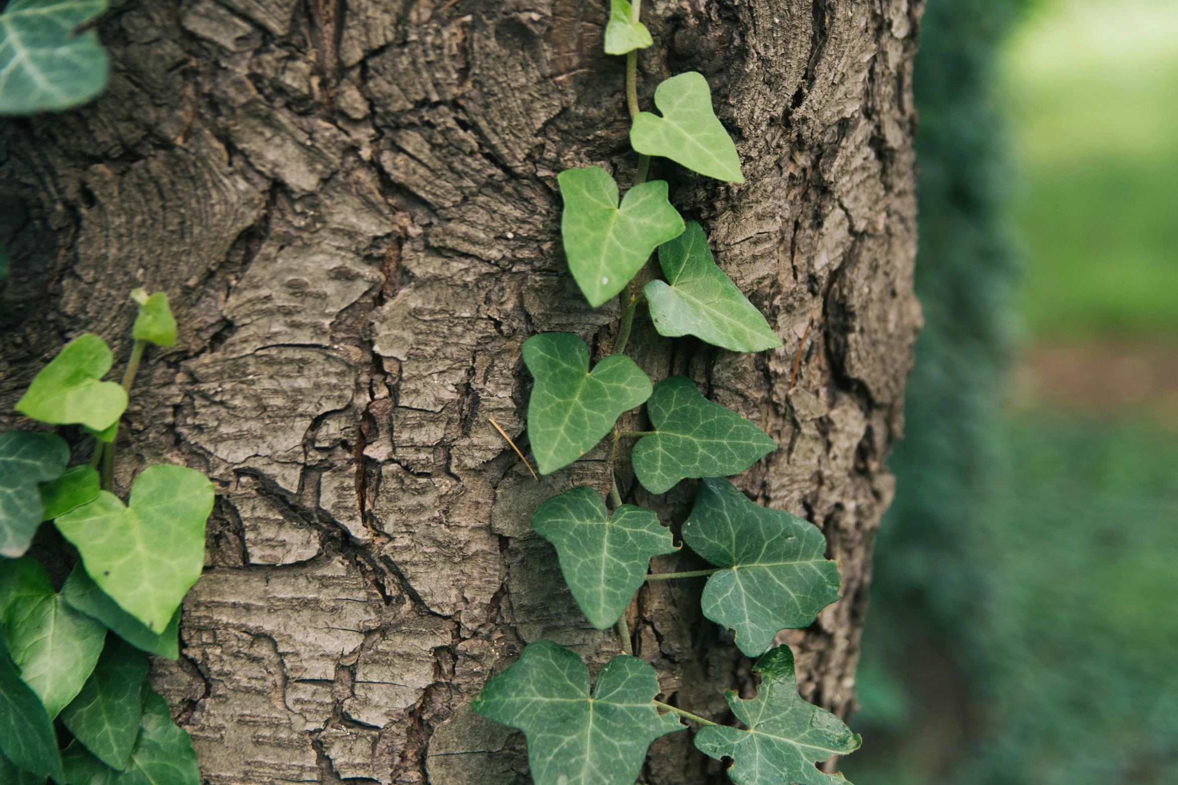 green vines on the side of a tree trunk