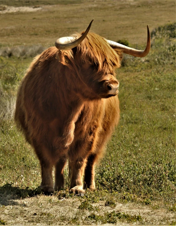 the wooly cattle is standing alone in the field