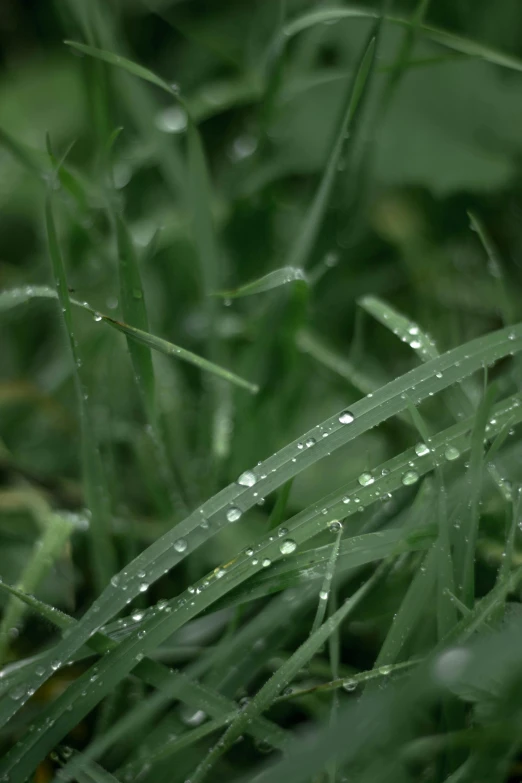 wet grass with drops of water on it