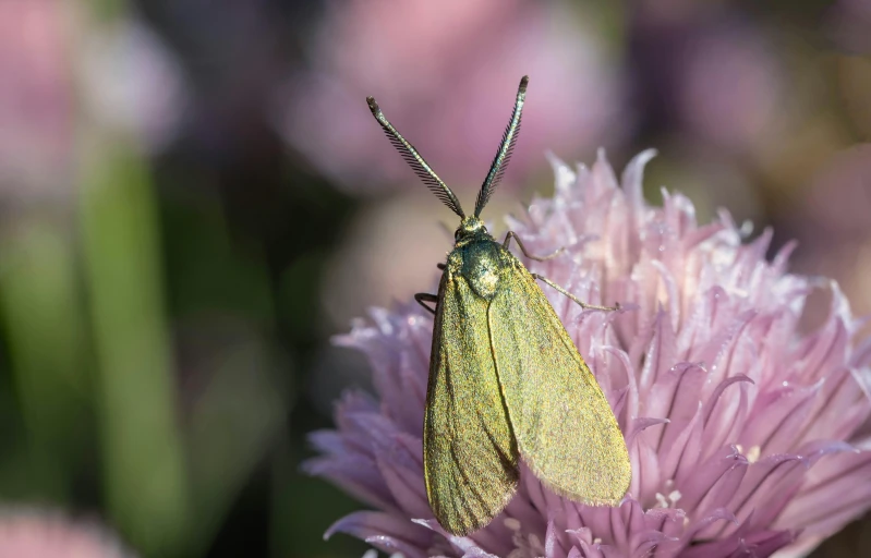 a yellow erfly perched on pink flower