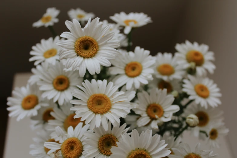 white flowers are in a vase with brown tips