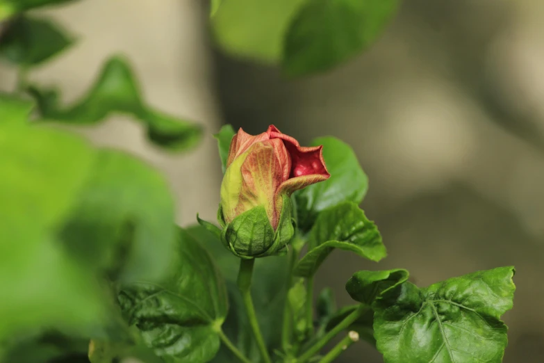 the flower has red petals with green leaves around it