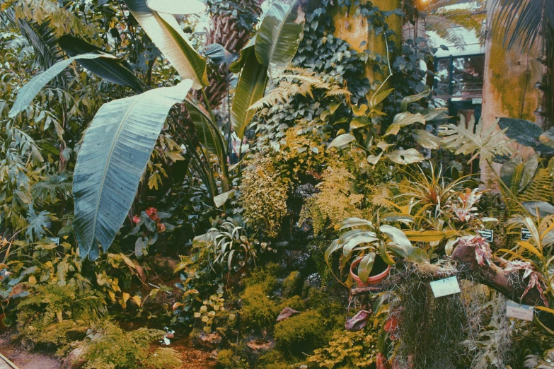 plants and other vegetation in an exhibit