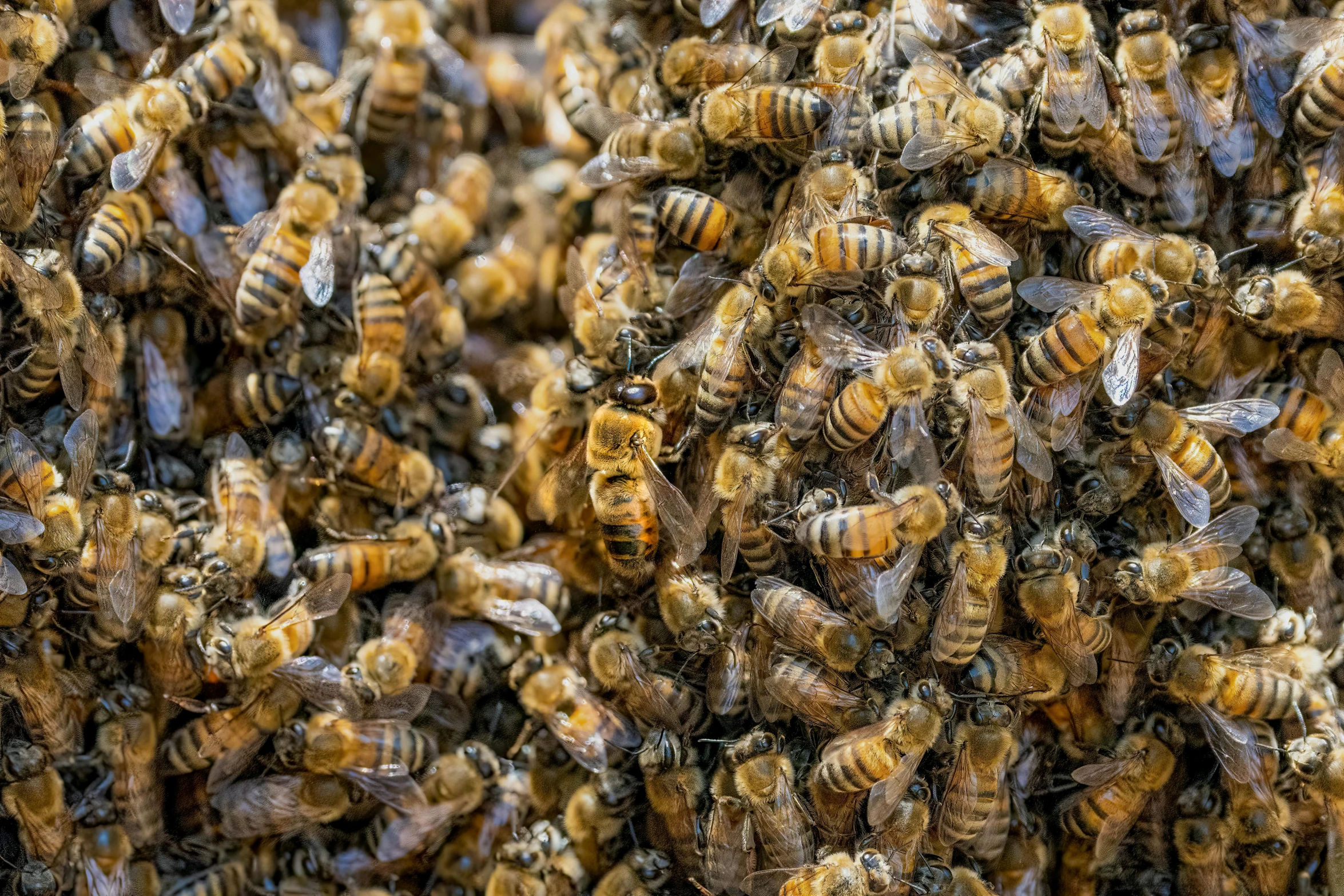 many bees that are standing in a group