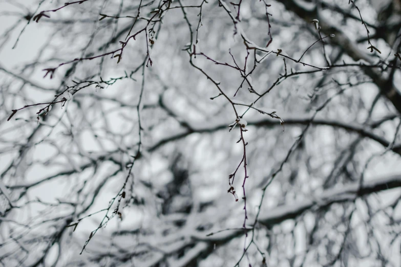 the nches and leaves of a tree, in front of a dark sky