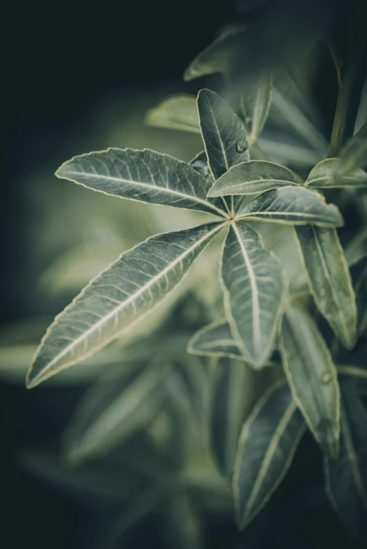 a green plant with many leaves on it