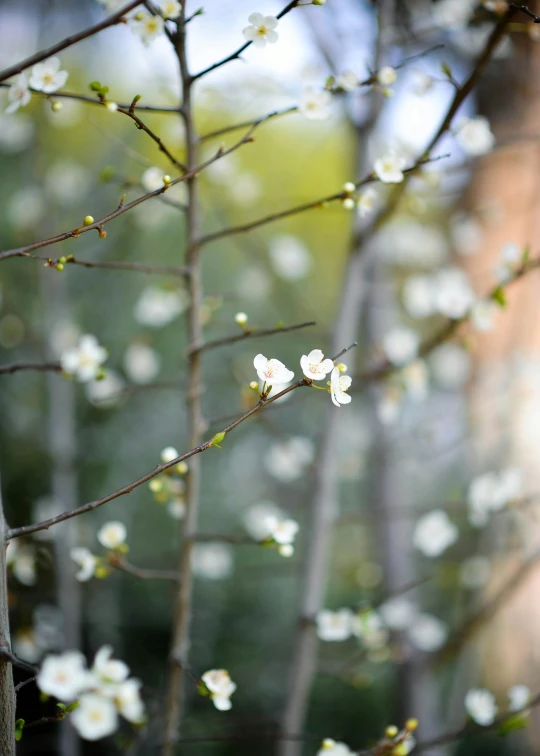 white flowers growing on a tree nch in front of buildings