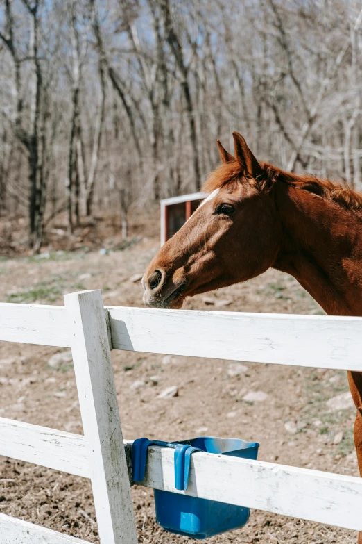 a horse sticking its head over the fence