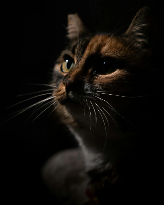 a brown and black cat staring upward at the camera