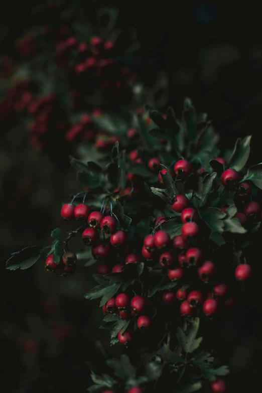 some red berries are growing on a tree