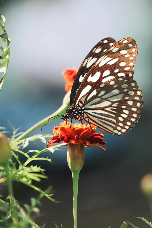 a brown erfly with white spots on its wings is perched on an orange flower