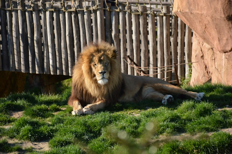 a large, adult lion laying in the grass