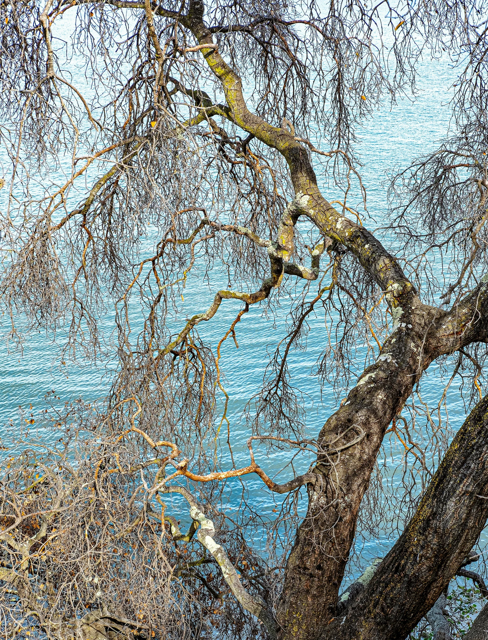 a bird sits on a tree nch outside