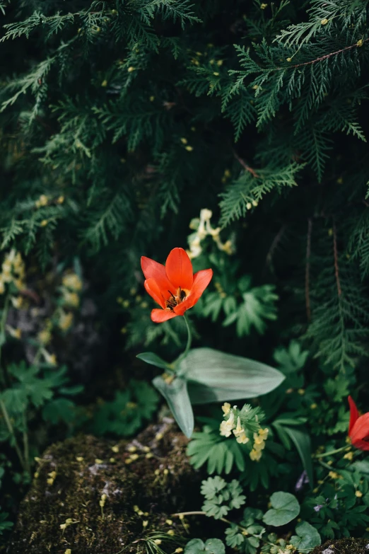 a red flower in the middle of the woods