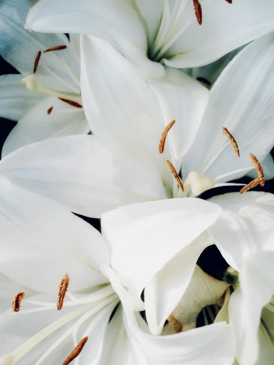 a closeup po of white flowers with orange stipulator