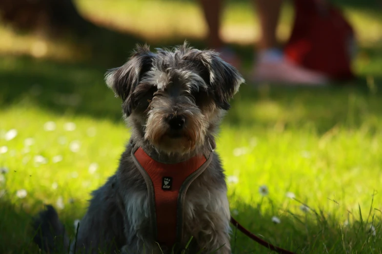 a gy gray dog is wearing a red harness