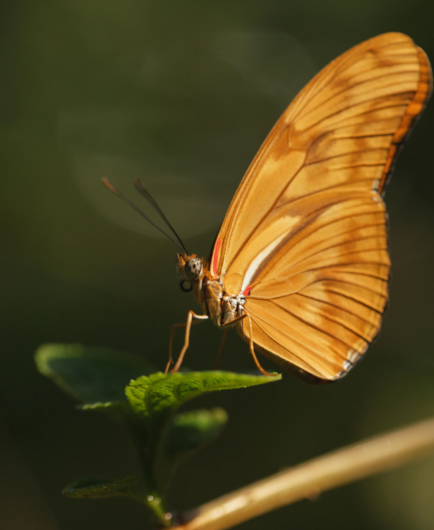 a erfly with a long tail on a plant