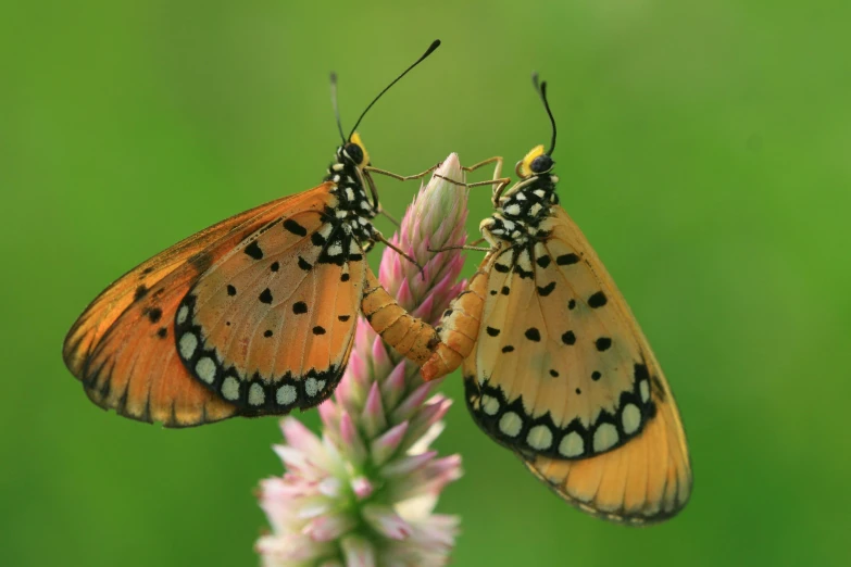 two erflies sitting on top of a plant