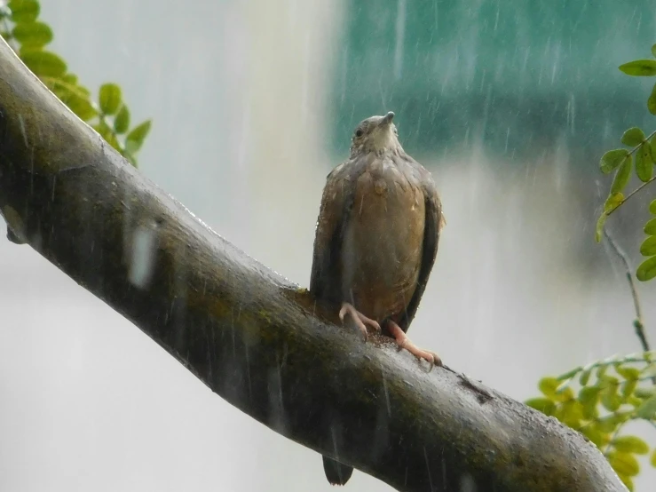 a bird sitting on a nch while raining