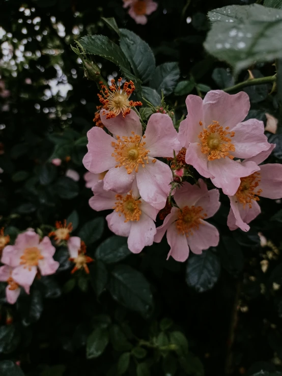 several light pink flowers with green leaves