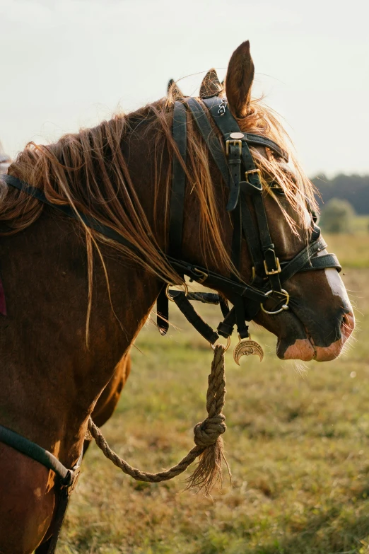 horse with a rope tied to the nose looking off into the distance