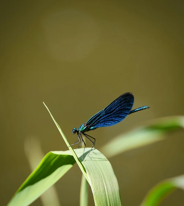 the little blue dragonfly is sitting on top of a leaf