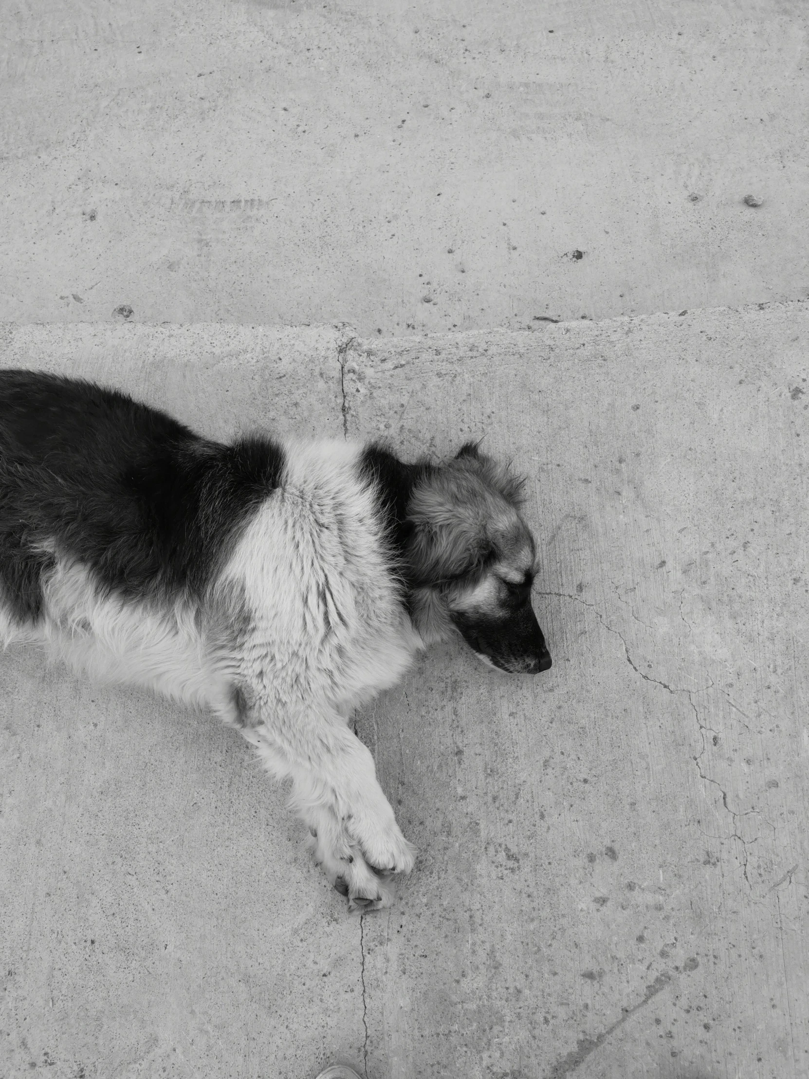 a black and white dog is on the concrete