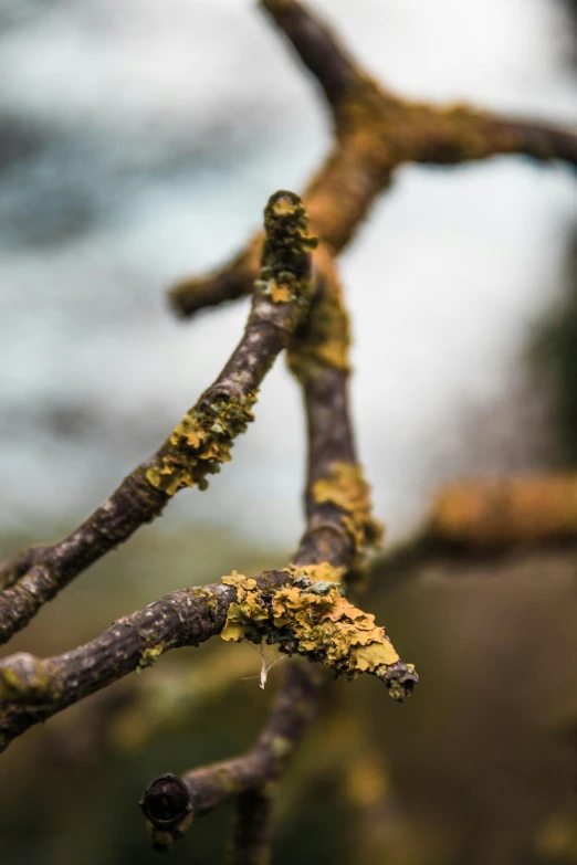 the tree has little green substance growing on it