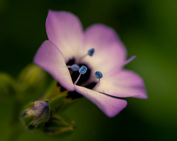 a purple flower with small black blue circles