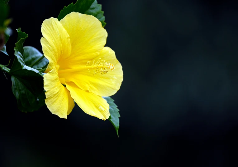 the yellow flower is about to open