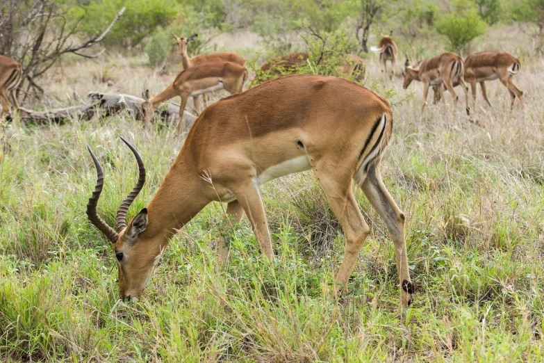 some antelope are grazing in the wilderness