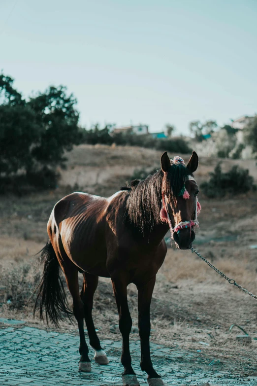 there is a horse that has long hair on it