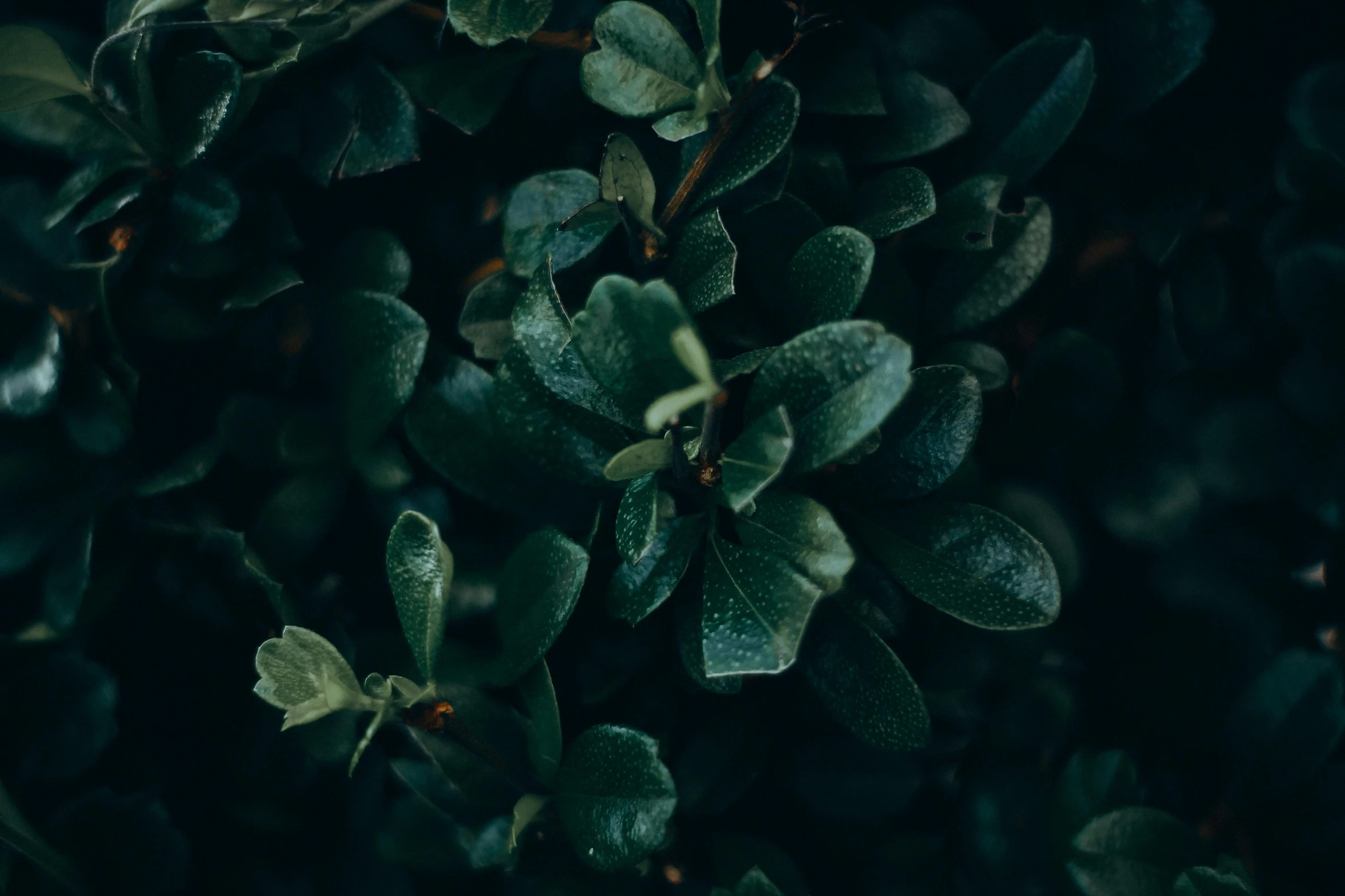 the green leaves on the bush are beginning to ripe