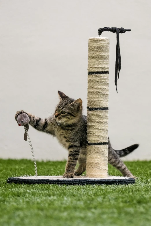 a cat that is playing with a water fountain