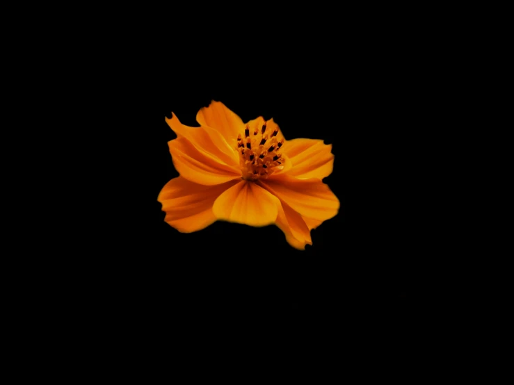 a large yellow flower with a black background