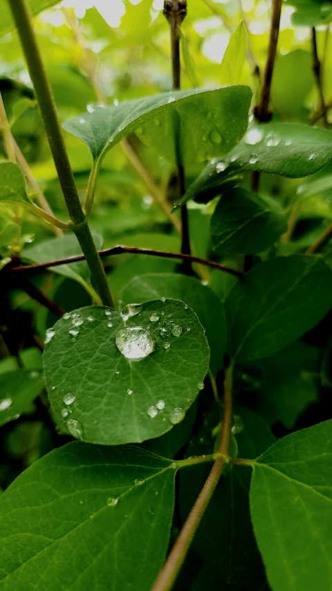 a green leaf that is under a light