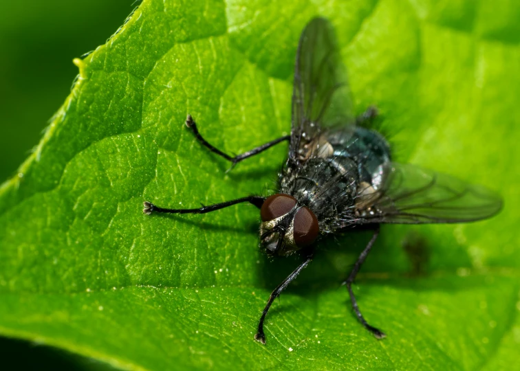 an insect is sitting on a green leaf