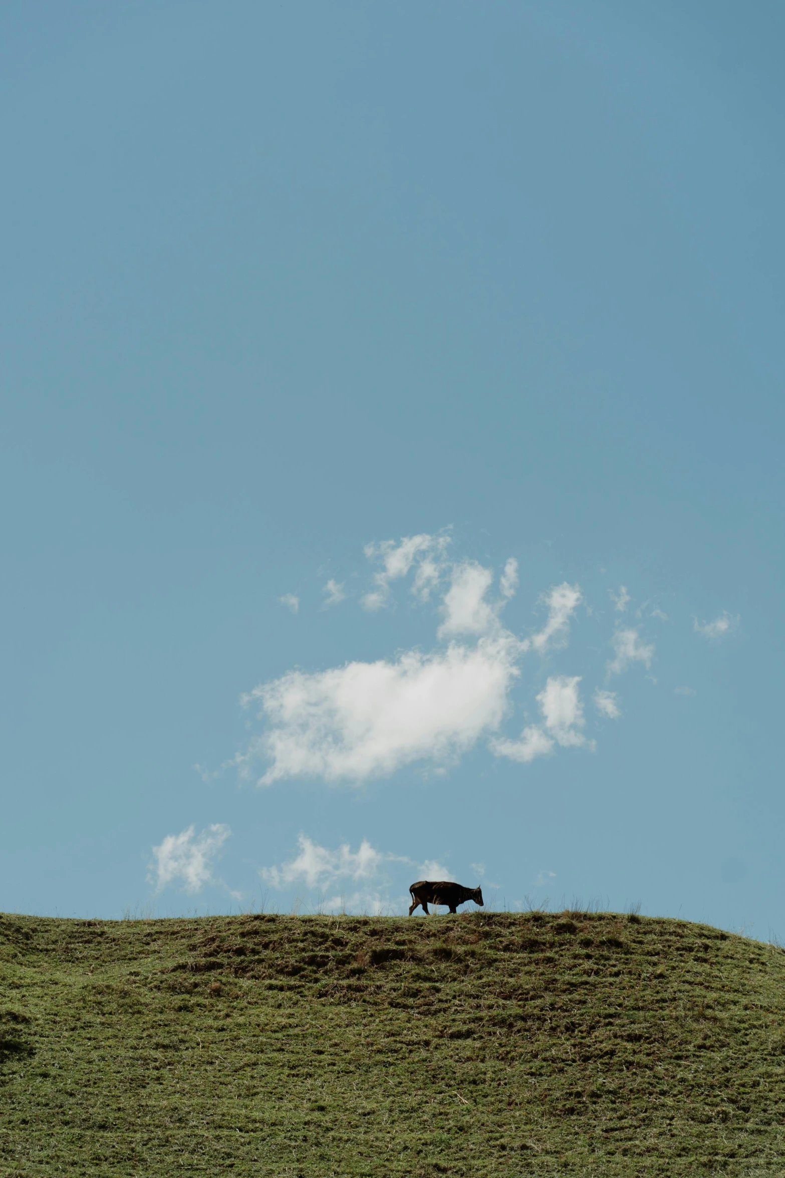 two cows stand in a field, one is eating grass