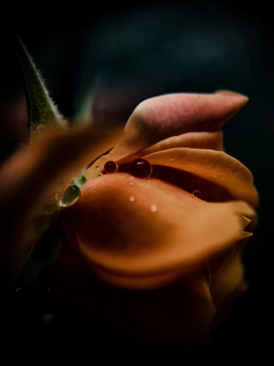 a macro s of an orange flower