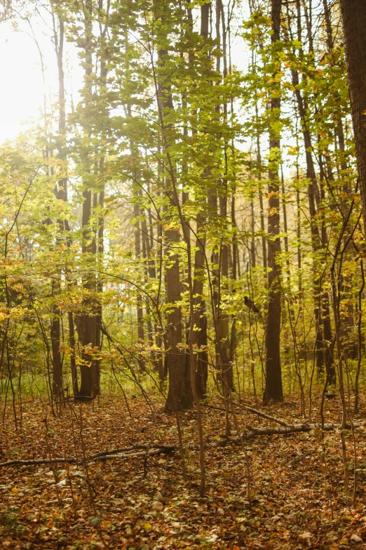 a park bench on the ground in the forest