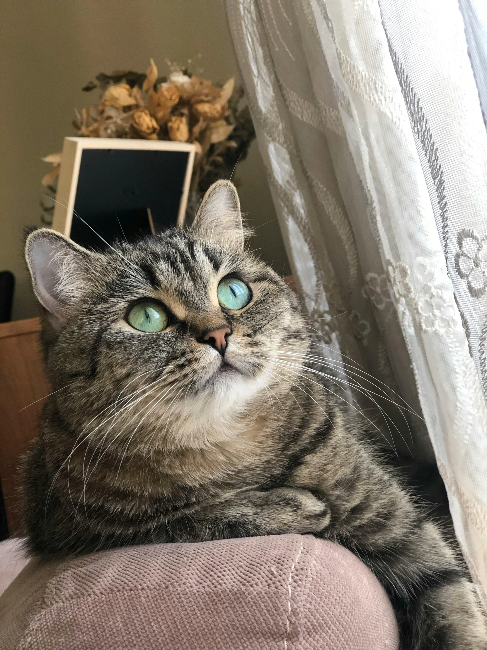 a grey and white cat laying on top of a cushion