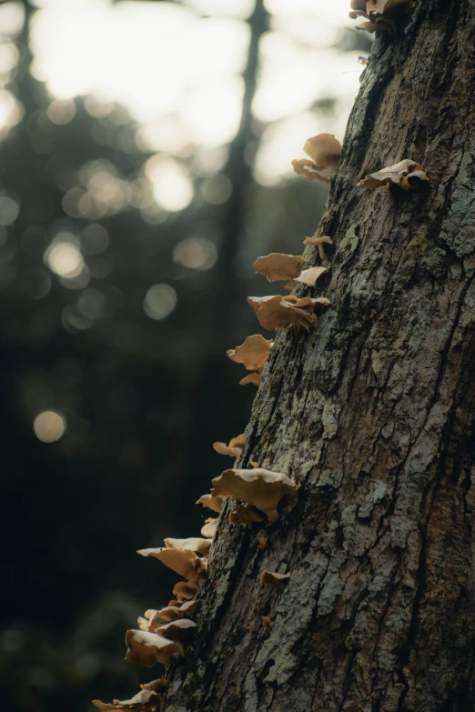 a large tree has some yellow fungus growing on it