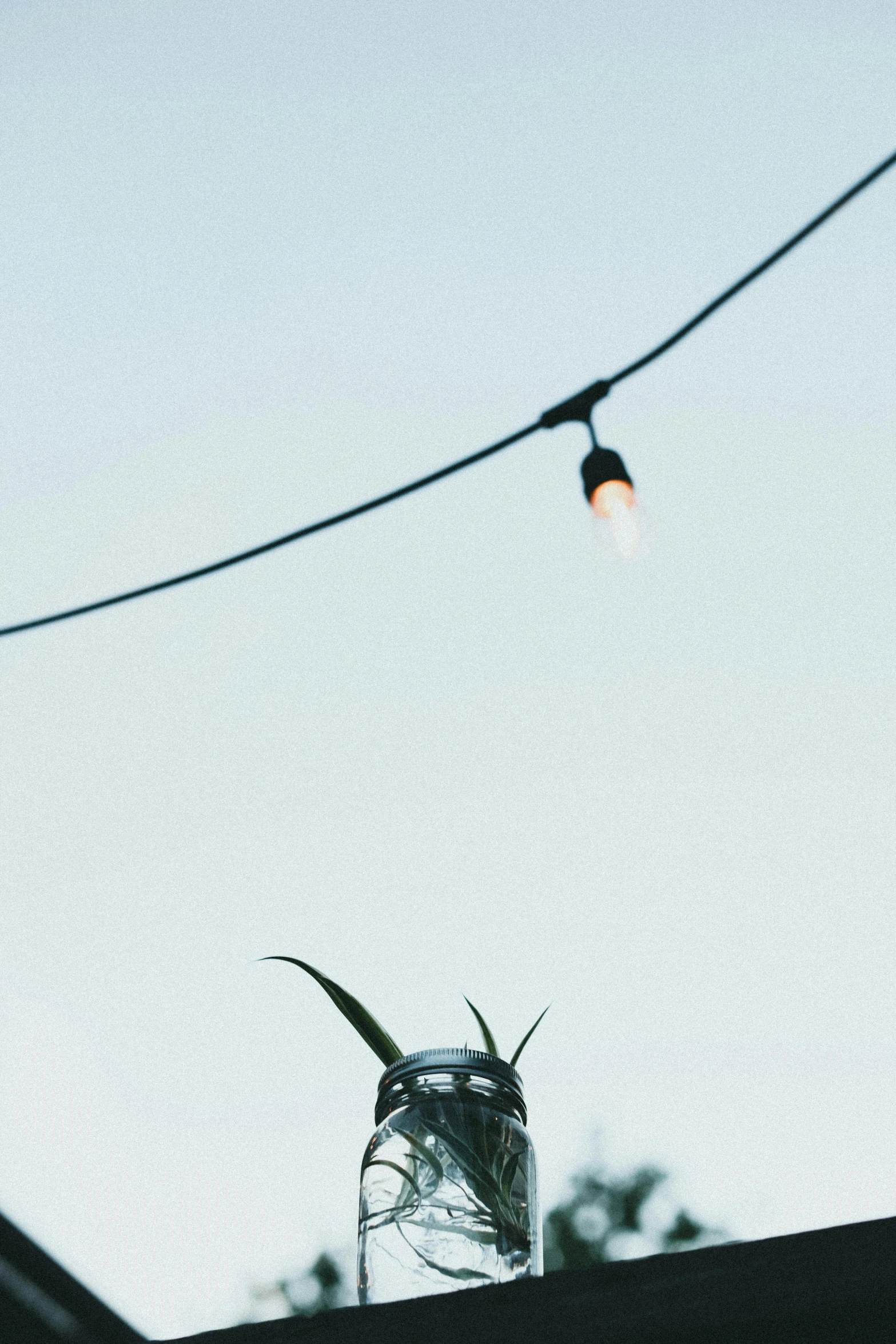 a plant sticking out of a glass jar on top of a building