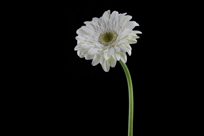 the large white flower is in a glass vase