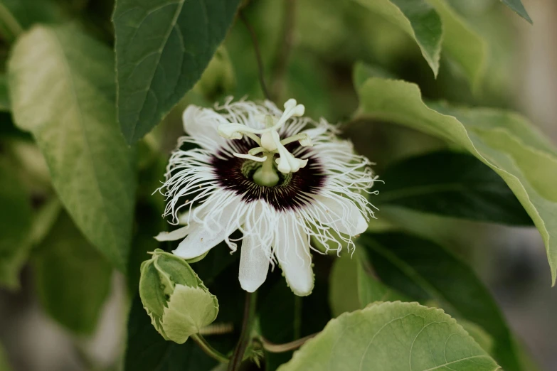 the flowers have very thin petals and are blooming