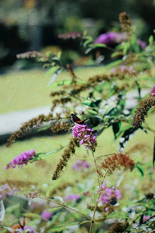 some flowers and some grass and some birds