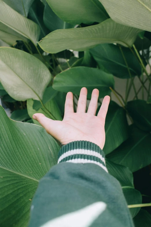 a hand reaching out from between two leaves