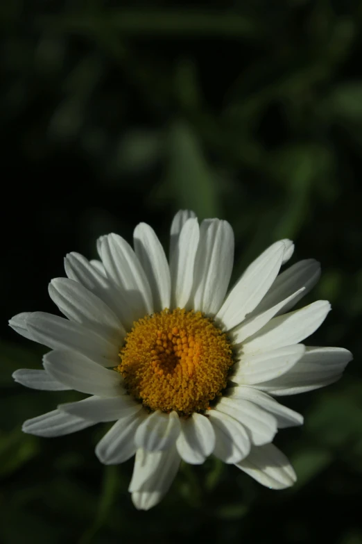 a close - up of the center of a daisy's petals