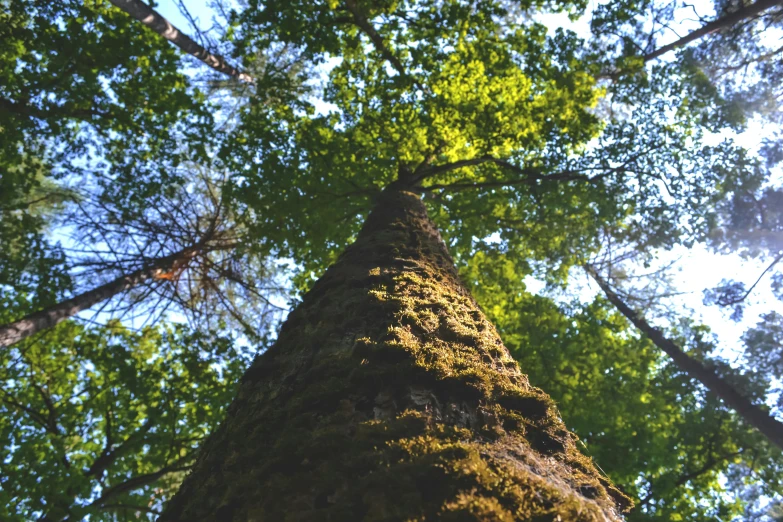 a tall tree sitting next to a green forest filled with trees